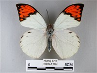 橙端粉蝶、端紅蝶藏品圖，第1張