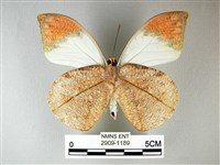 橙端粉蝶、端紅蝶藏品圖，第2張