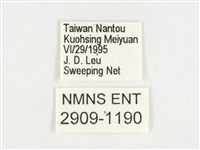玉帶黛眼蝶藏品圖，第3張