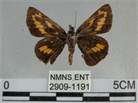 寬邊橙斑弄蝶藏品圖，第1張