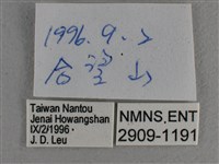 寬邊橙斑弄蝶藏品圖，第3張