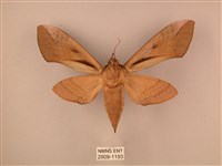 波紋豆天蛾藏品圖，第2張