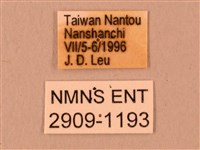 波紋豆天蛾藏品圖，第3張