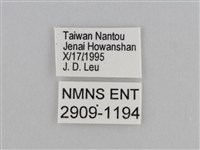 紫帶眉眼蝶藏品圖，第3張