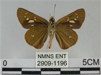 黃紋孔弄蝶藏品圖，第2張