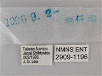 黃紋孔弄蝶藏品圖，第3張