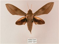 藏斜紋天蛾藏品圖，第1張