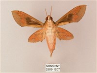 藏斜紋天蛾藏品圖，第2張