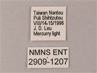 藏斜紋天蛾藏品圖，第3張