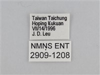 紫帶眉眼蝶藏品圖，第3張