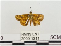 墨子黃斑弄蝶藏品圖，第2張