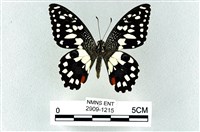 花鳳蝶、無尾鳳蝶藏品圖，第1張