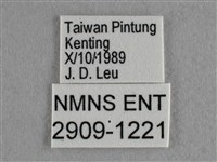 散紋盛蛺蝶藏品圖，第3張