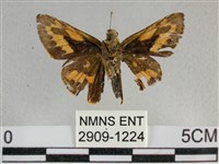 寬邊橙斑弄蝶藏品圖，第2張