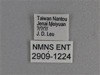 寬邊橙斑弄蝶藏品圖，第3張