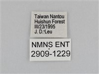 紫帶眉眼蝶藏品圖，第3張