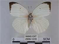 細波遷粉蝶藏品圖，第1張