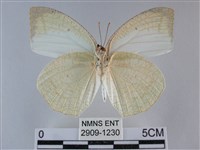 細波遷粉蝶藏品圖，第2張