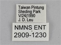 細波遷粉蝶藏品圖，第3張