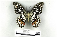 花鳳蝶、無尾鳳蝶藏品圖，第2張