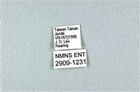 花鳳蝶、無尾鳳蝶藏品圖，第3張