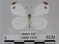 纖粉蝶、黑點粉蝶藏品圖，第1張