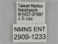 纖粉蝶、黑點粉蝶藏品圖，第3張