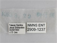 森林暮眼蝶、黑樹蔭蝶藏品圖，第3張