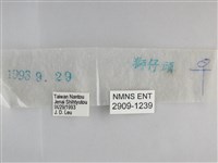 森林暮眼蝶、黑樹蔭蝶藏品圖，第3張