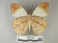 橙端粉蝶、端紅蝶藏品圖，第2張