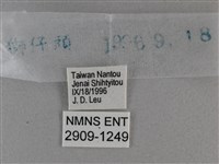 黃星弄蝶藏品圖，第3張