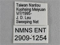 散紋盛蛺蝶藏品圖，第3張