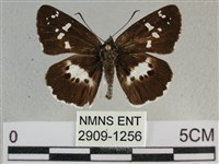 玉帶弄蝶藏品圖，第1張