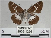 玉帶弄蝶藏品圖，第2張