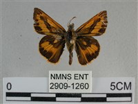 竹橙斑弄蝶藏品圖，第1張