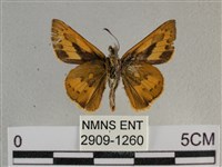 竹橙斑弄蝶藏品圖，第2張