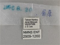 竹橙斑弄蝶藏品圖，第3張