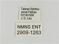 淡褐脈粉蝶藏品圖，第3張