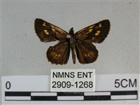 黃星弄蝶藏品圖，第1張