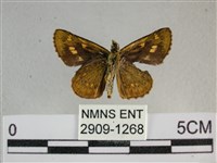 黃星弄蝶藏品圖，第2張