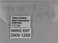 黃星弄蝶藏品圖，第3張