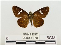 尖翅星弄蝶藏品圖，第1張