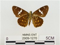 尖翅星弄蝶藏品圖，第2張