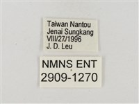 尖翅星弄蝶藏品圖，第3張