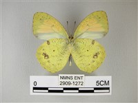 異粉蝶、雌白黃蝶藏品圖，第2張