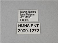 異粉蝶、雌白黃蝶藏品圖，第3張