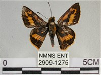 寬邊橙斑弄蝶藏品圖，第1張