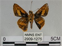 寬邊橙斑弄蝶藏品圖，第2張