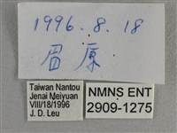 寬邊橙斑弄蝶藏品圖，第3張