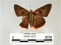 橙翅傘弄蝶藏品圖，第1張